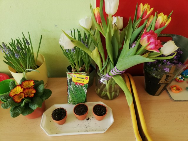tulipany i kwiatki w doniczkach, nasiona i doniczki z ziemią